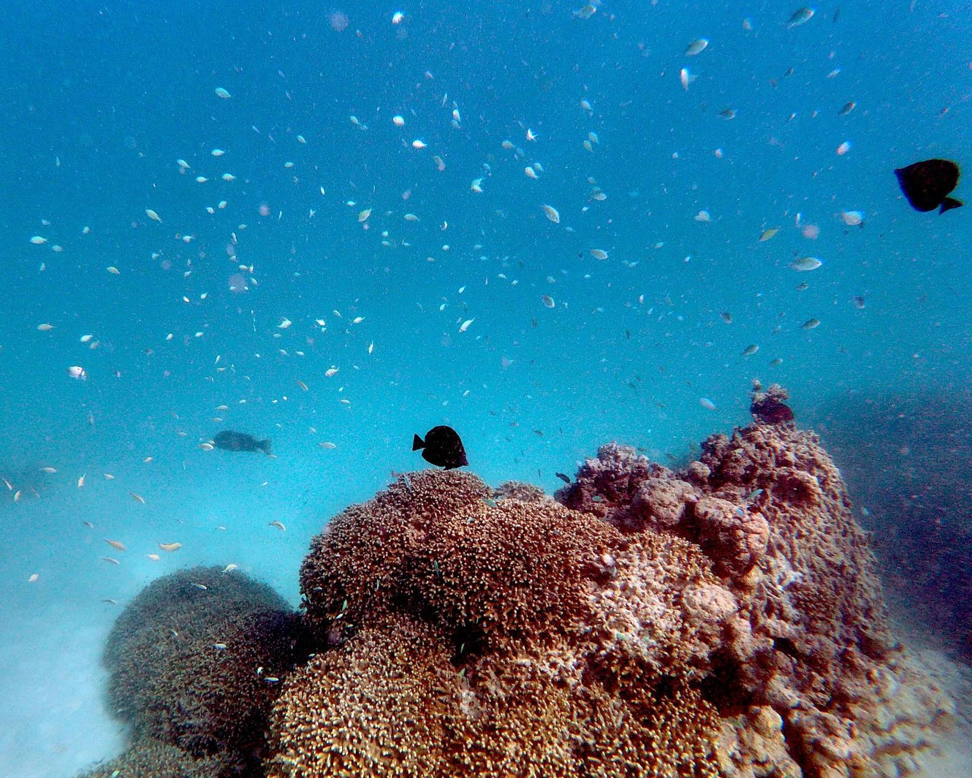 Gangehi Island Resort & Spa Esterno foto